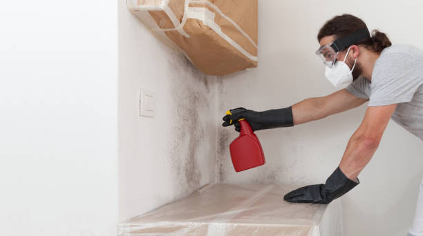 Professional Mold Removal technician working in Easton, MD