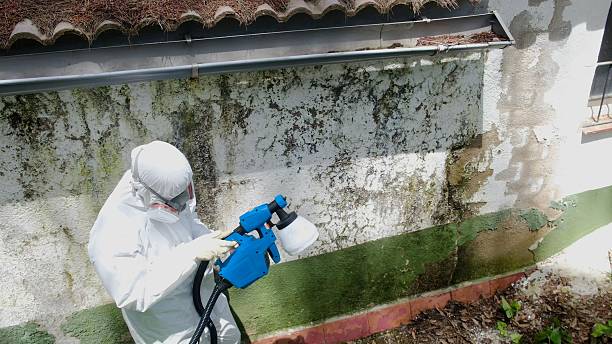 Trusted Black Mold Removal service in Easton, MD - Cheap Mold Removal